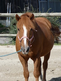 Photo du poney Rasta de la cavalerie du Club Hippique Eckwersheim