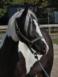 Photo du poney Ratz de la cavalerie du Club Hippique Eckwersheim