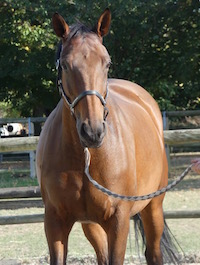 Photo du cheval Solane de la cavalerie du Club Hippique Eckwersheim