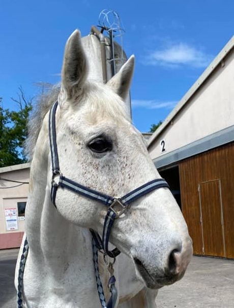 Photo du cheval Rochet de la cavalerie du Club Hippique Eckwersheim