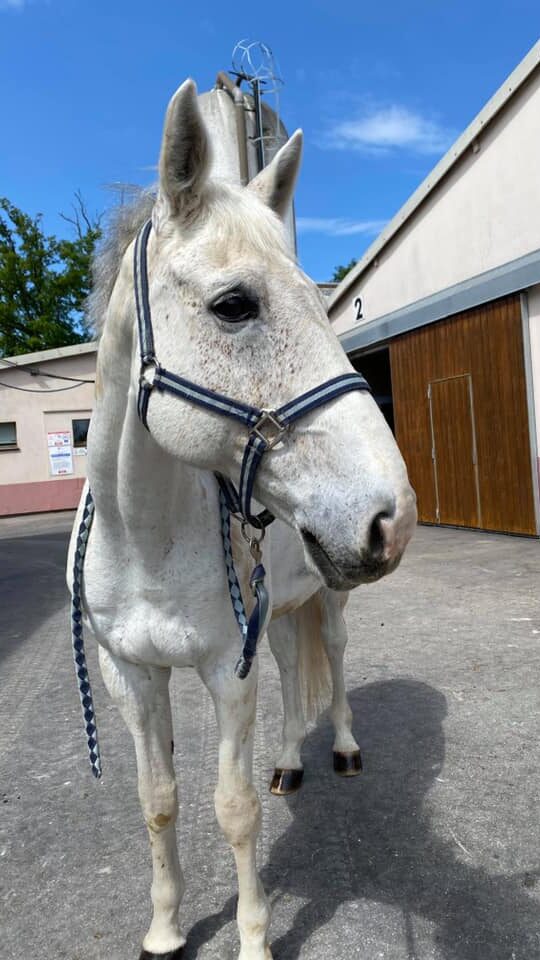 Photo du cheval Rochet de la cavalerie du Club Hippique Eckwersheim