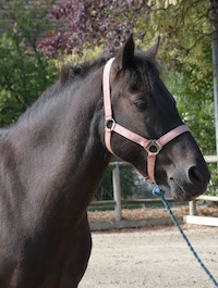 Photo du poney Sam de la cavalerie du Club Hippique Eckwersheim