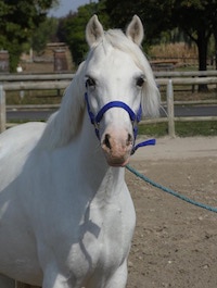 Photo du poney Star de la cavalerie du Club Hippique Eckwersheim