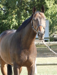 Photo du cheval Salvadorr de la cavalerie du Club Hippique Eckwersheim