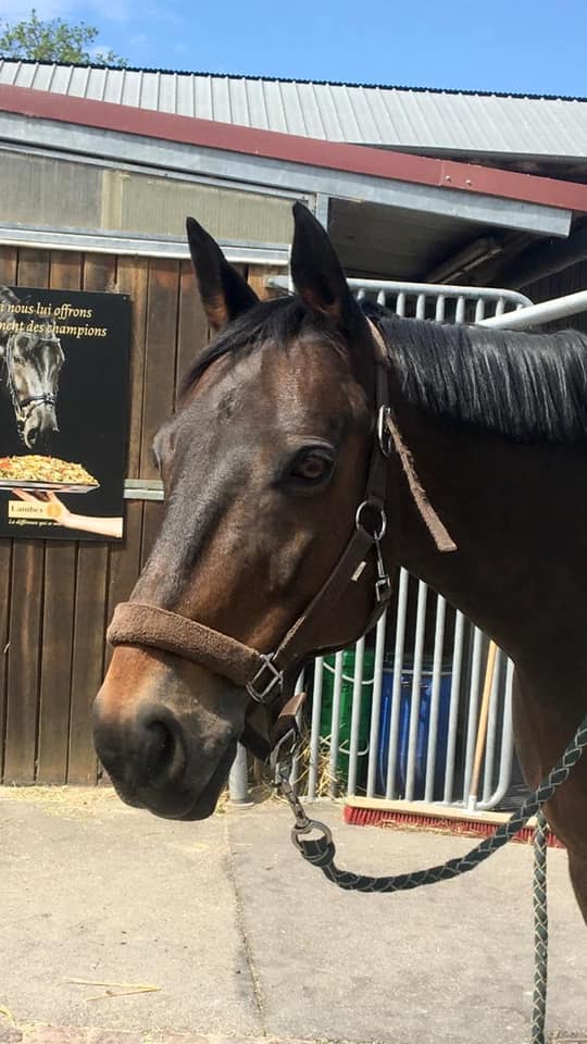 Photo du cheval Salvadorr de la cavalerie du Club Hippique Eckwersheim