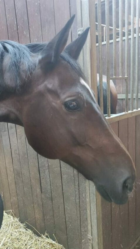 Photo du cheval Slovak de la cavalerie du Club Hippique Eckwersheim