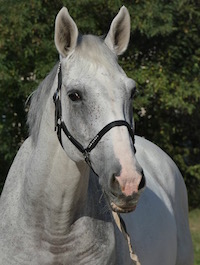 Photo du cheval Rochet de la cavalerie du Club Hippique Eckwersheim
