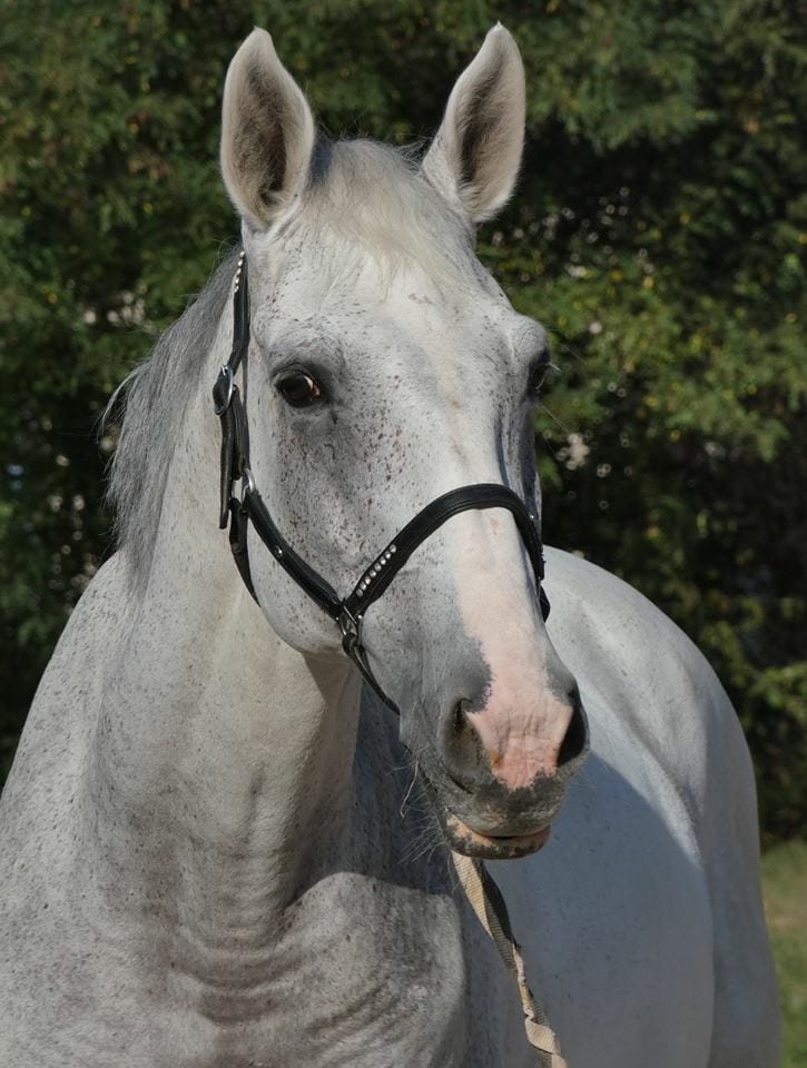 Rochet, Club Hippique Eckwersheim