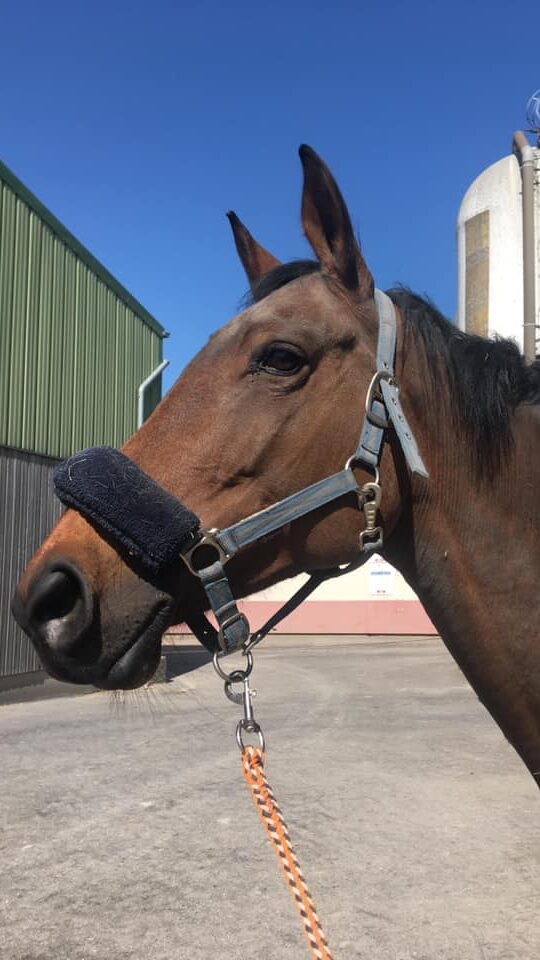 Photo du cheval Solane de la cavalerie du Club Hippique Eckwersheim