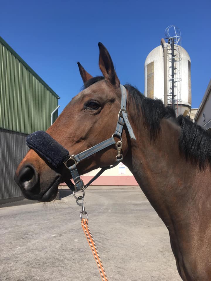 Photo du cheval Solane de la cavalerie du Club Hippique Eckwersheim