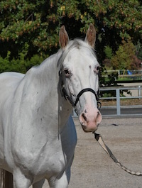 Photo du cheval Udalgo de la cavalerie du Club Hippique Eckwersheim