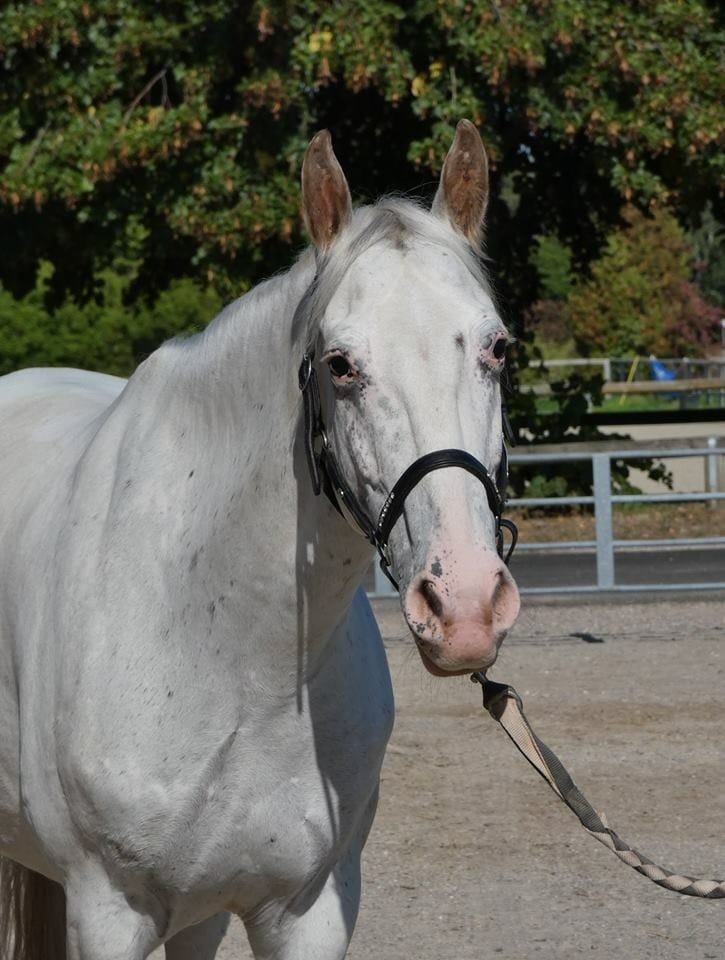 Udalgo, Club Hippique Eckwersheim
