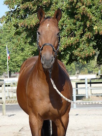 Photo du cheval Cosmos de la cavalerie du Club Hippique Eckwersheim