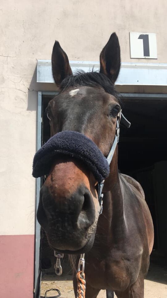 Photo du cheval Tonnerre de la cavalerie du Club Hippique Eckwersheim