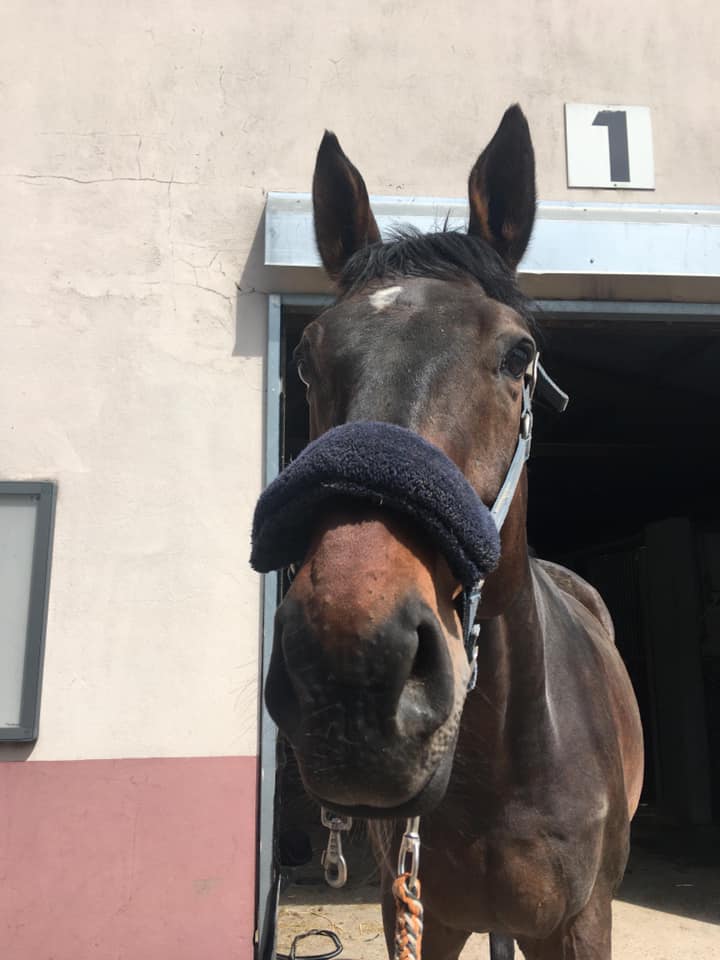Photo du cheval Tonnerre de la cavalerie du Club Hippique Eckwersheim