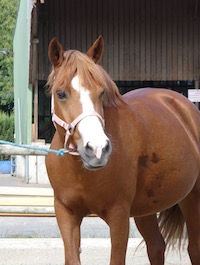 Photo du poney Ubulle de la cavalerie du Club Hippique Eckwersheim