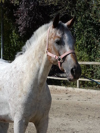 Photo du poney Ulysse de la cavalerie du Club Hippique Eckwersheim