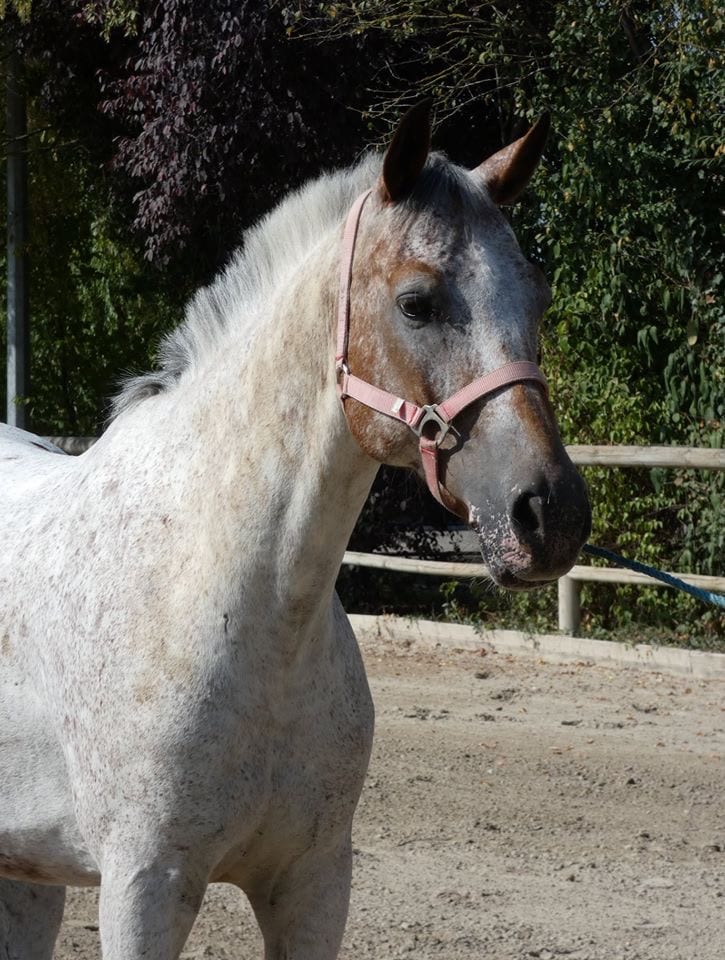 Ulysse, Club Hippique Eckwersheim