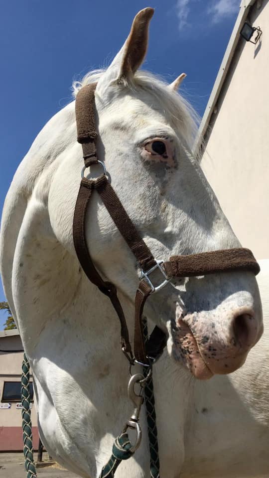 Photo du cheval Udalgo de la cavalerie du Club Hippique Eckwersheim