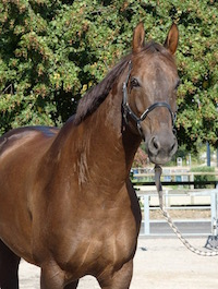 Photo du cheval Umberto de la cavalerie du Club Hippique Eckwersheim