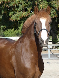 Photo du cheval Splendid de la cavalerie du Club Hippique Eckwersheim