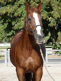 Photo du cheval Ullia de la cavalerie du Club Hippique Eckwersheim