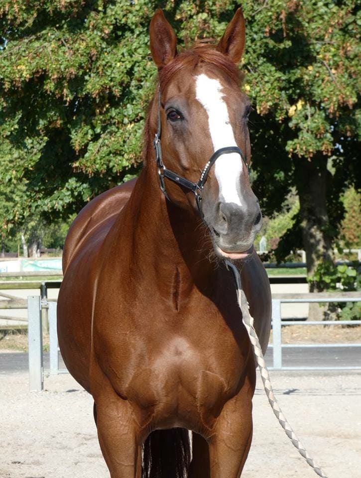 Ullia, Club Hippique Eckwersheim