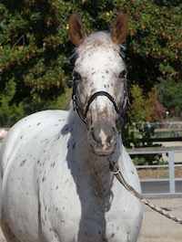 Photo du cheval Ursule de la cavalerie du Club Hippique Eckwersheim