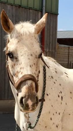 Photo du cheval Ursule de la cavalerie du Club Hippique Eckwersheim