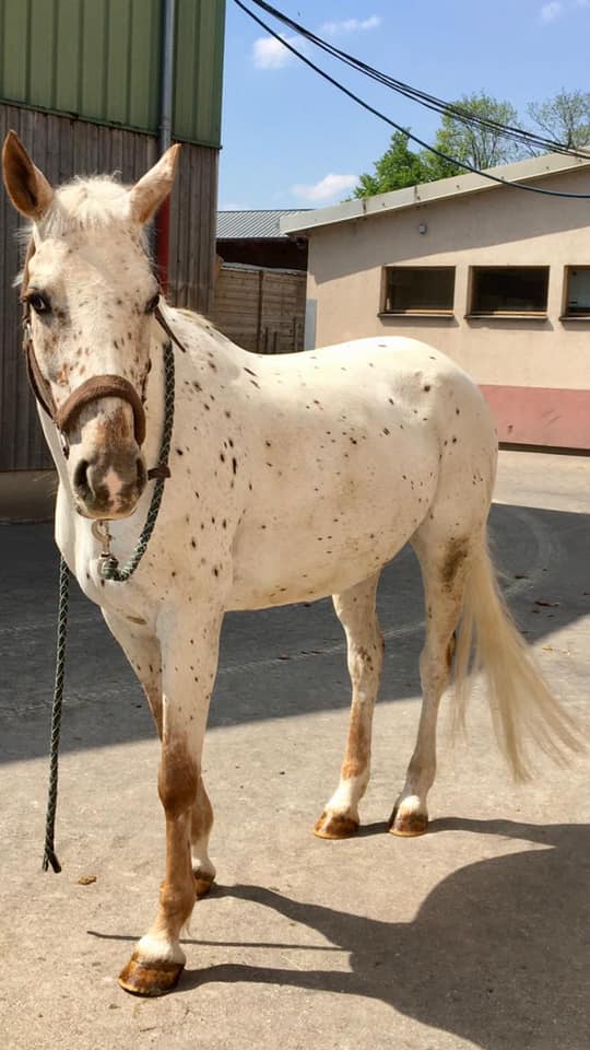 Photo du cheval Ursule de la cavalerie du Club Hippique Eckwersheim