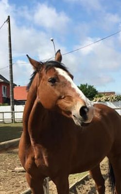 Photo du cheval Ushuaïa de la cavalerie du Club Hippique Eckwersheim