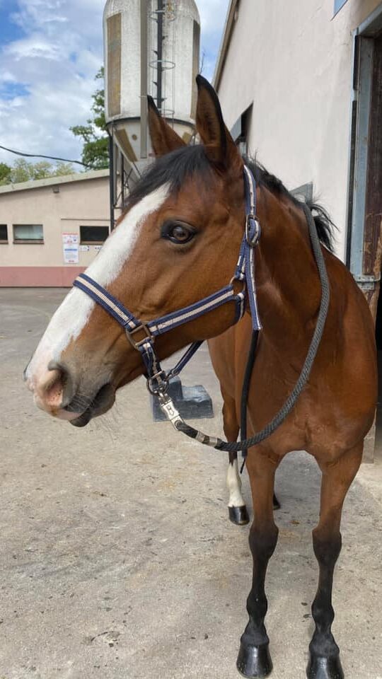 Photo du cheval Ushuaïa de la cavalerie du Club Hippique Eckwersheim