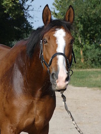 Photo du cheval Ushuaïa de la cavalerie du Club Hippique Eckwersheim