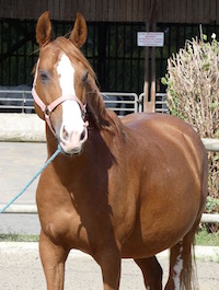 Photo du poney Ushuaïa de la cavalerie du Club Hippique Eckwersheim