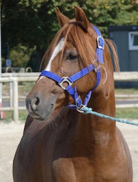 Photo du poney Végas de la cavalerie du Club Hippique Eckwersheim