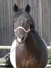 Photo du poney Vespair de la cavalerie du Club Hippique Eckwersheim