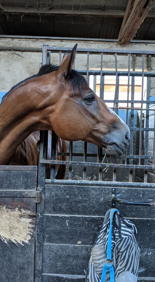 Photo du cheval Vagner de la cavalerie du Club Hippique Eckwersheim