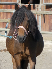 Photo du poney Vicking de la cavalerie du Club Hippique Eckwersheim