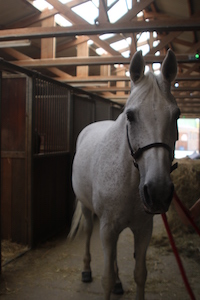 Photo du cheval Wally de la cavalerie du Club Hippique Eckwersheim