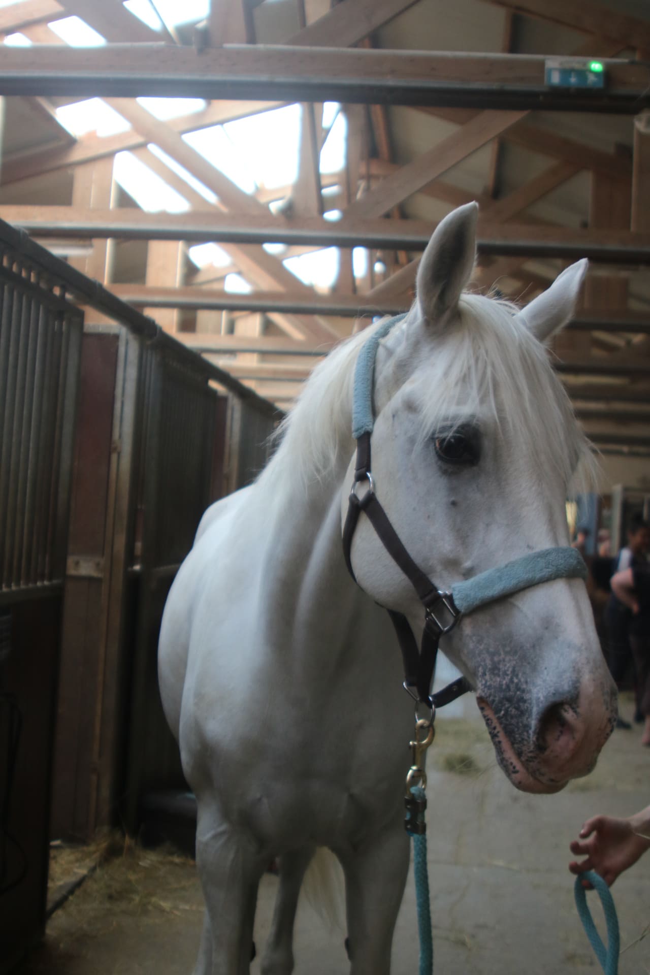Wendy, Club Hippique Eckwersheim