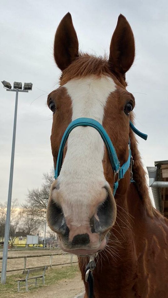 Photo du cheval Valtra de la cavalerie du Club Hippique Eckwersheim