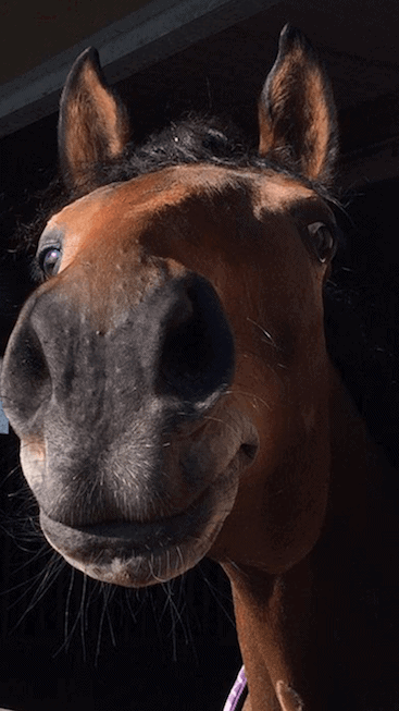 Photo prise en gros plan d'un cheval du Club hippique Eckwersheim situé près de Strasbourg