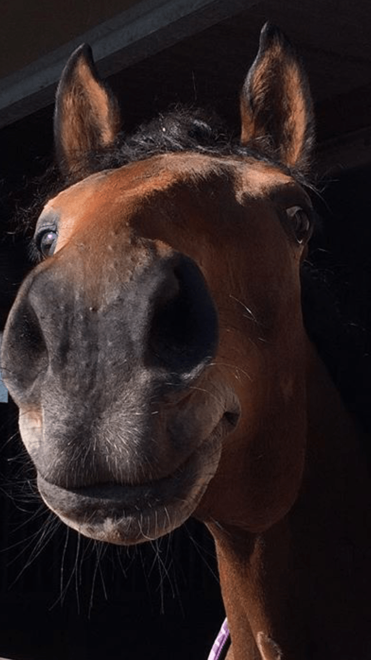 Cheval du Club Hippique d'Eckwersheim