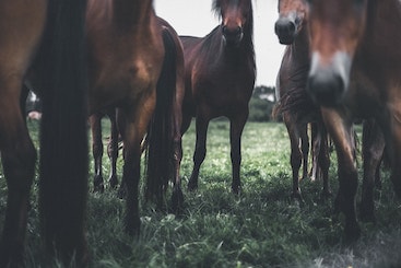 Photo d'illustration de poneys et chevaux dans un champs Club Hippique Eckwersheim Strasbourg