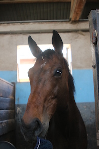 Photo du cheval Lucky de la cavalerie du Club Hippique Eckwersheim