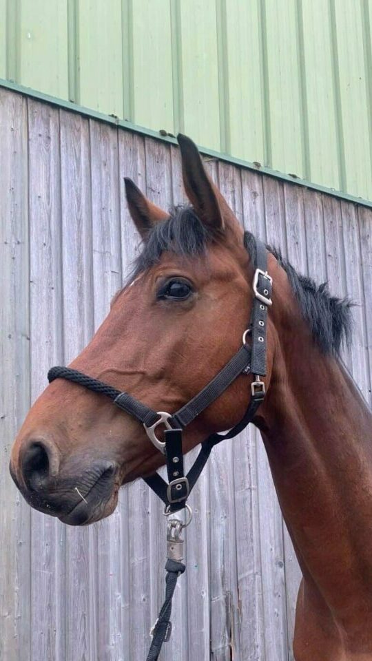 Photo du cheval Fable de la cavalerie du Club Hippique Eckwersheim