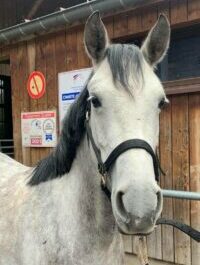 Photo du poney Guimauve de la cavalerie du Club Hippique Eckwersheim