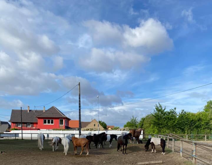 Photo d'illustration de poneys et chevaux dans un champs Club Hippique Eckwersheim Strasbourg