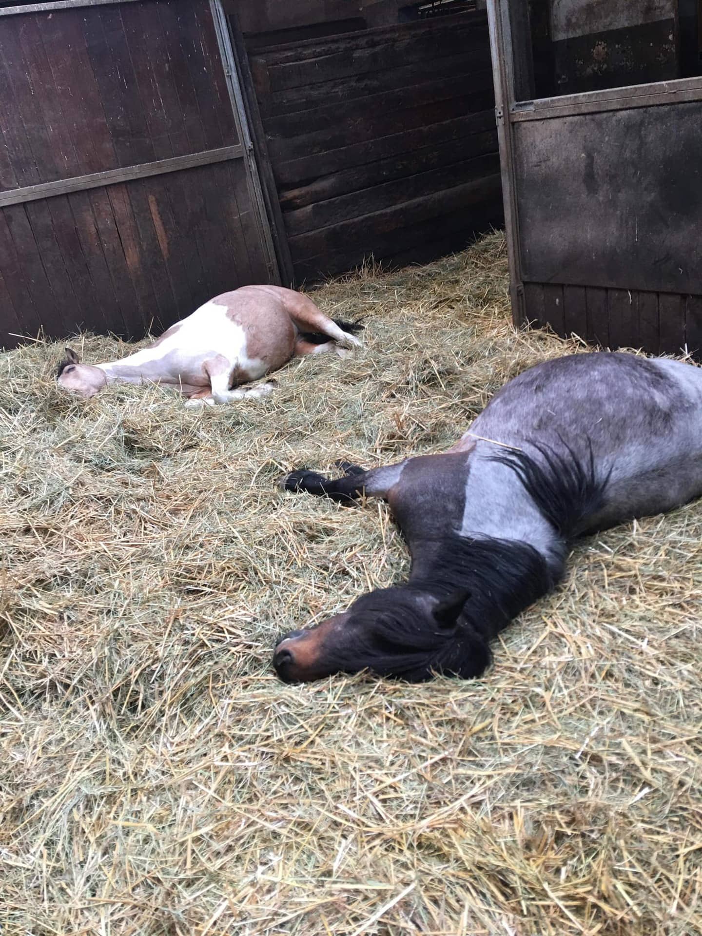 Toupie et Boyle deux poneys de club en pleine sieste au club hippique d'eckwersheim près de strasbourg